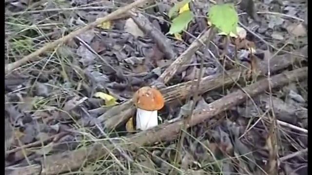 Подосиновикиподберезовики некуда девать