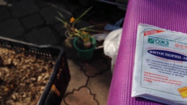 Подкормка тюльпанов в процессе выгонки