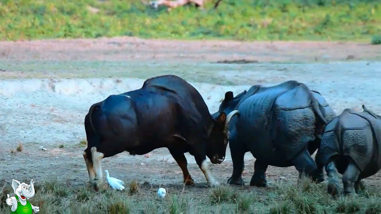 Носороги Не Ожидали Нападения Быка / Случаи с Животными Снятые На Камеру