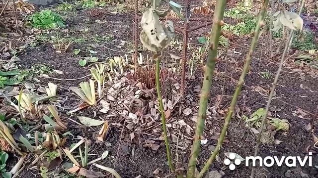 Как правельно посадить чеснок !!Сажаю как учила бабушка !!!