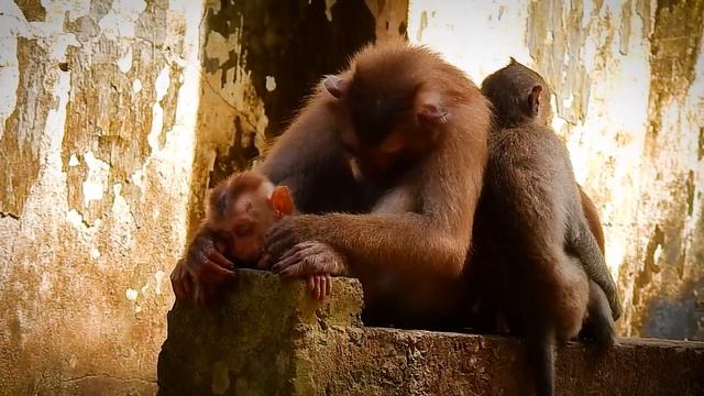 Tiny baby Lucie fall down to ground during very sleepy on rock alone without mother caring of her