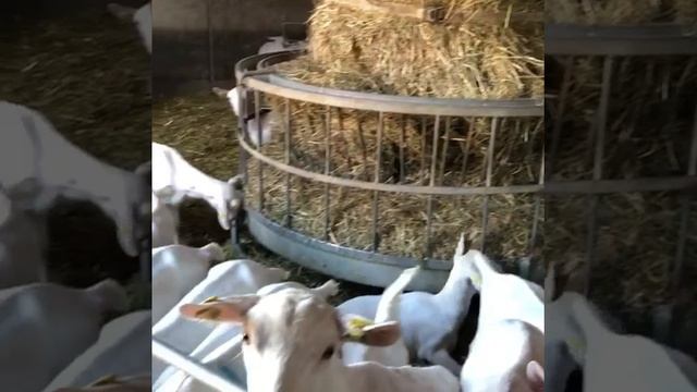 Зааненские козы-козоматки на карантине в Австрии