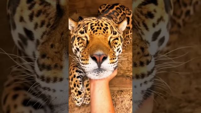 Jaguar Boop!