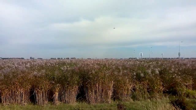 miscanthus in bloei