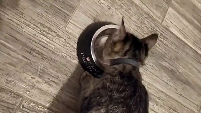Мусс для котят Purina Pro Plane