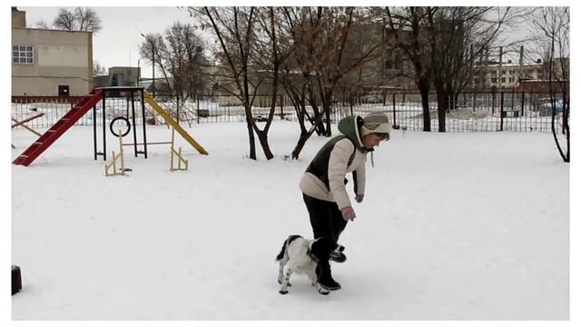 Дрессировка. Русский охотничий спаниель Дик. 2 января 2017 г.