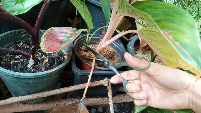 REPOTTING TITUBANS AND SUPERBUM IN ONE POT 😁