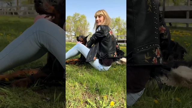 Доберман и кавалеры