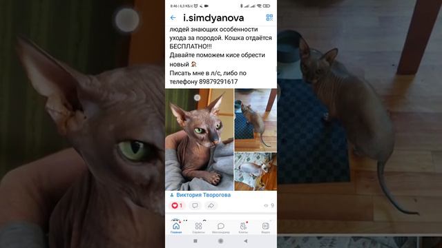 давайте паможим кошке Бусе попасть в хорошие руки!!!
