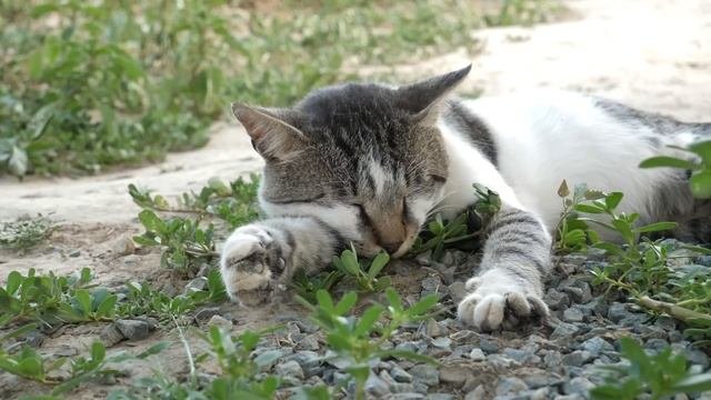 NO ADS Magic Music to Calm Cats ? 15Hr UNINTERRUPTED Lullaby ?