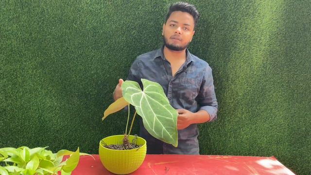 How to Care Anthurium Crystallinum | Anthuriam Plant Care tips India | Anthurium  Crystallinum Rare