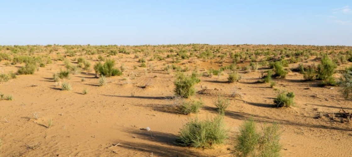 Кызылкум пустыня