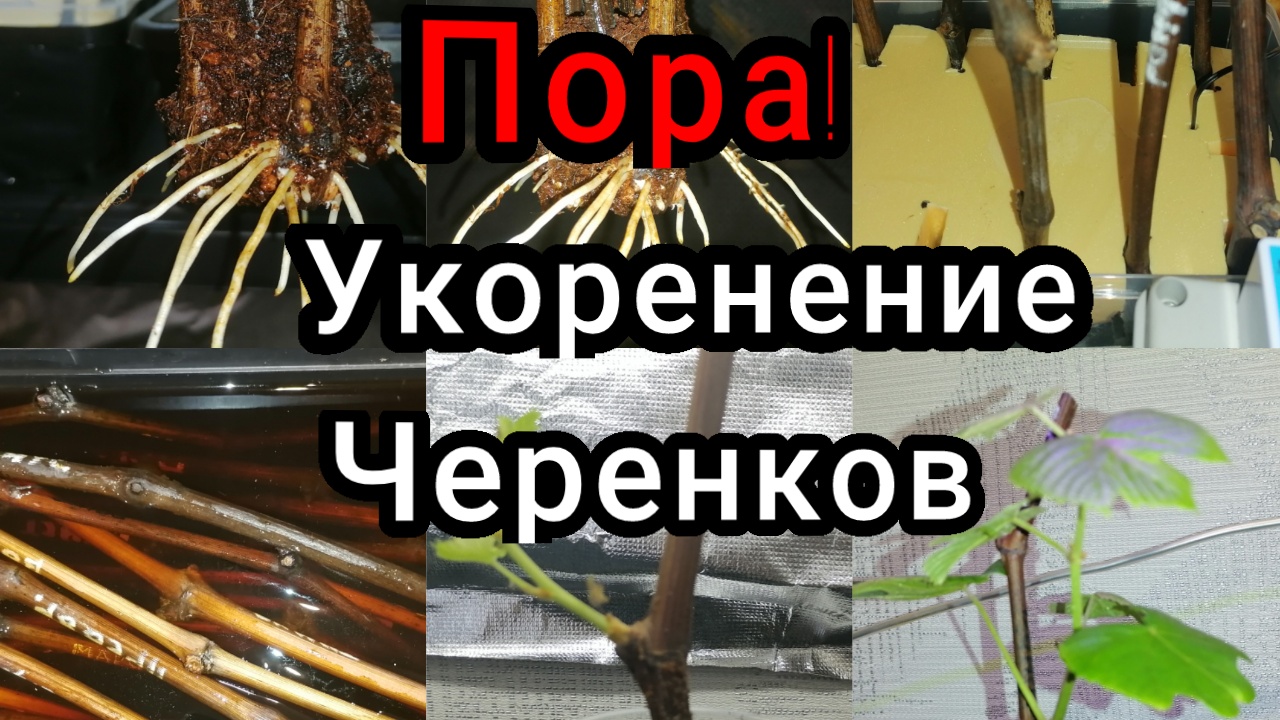 укоренение черенков винограда 2022...mp4