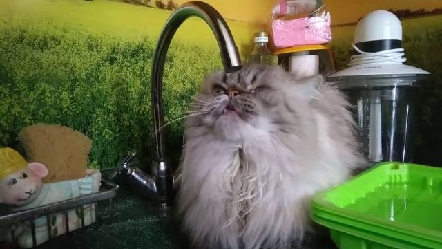 Кота замучила жажда