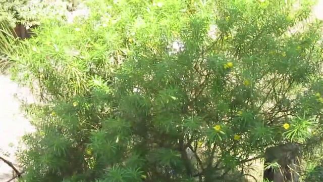 Canon Powershot A1200 HD Video Test