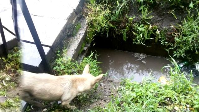 Собака отчаянно пыталась спасти своих щенят. Их затопило... Только посмотрите кто пришёл на помощь