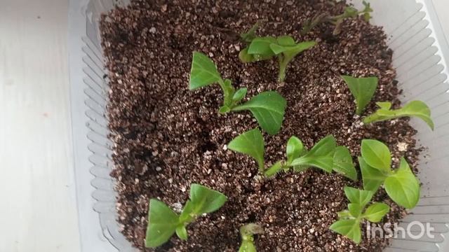 Черенкование петунии зимой. Мой эксперимент.