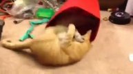 Rigby and Avalanche boxing in box