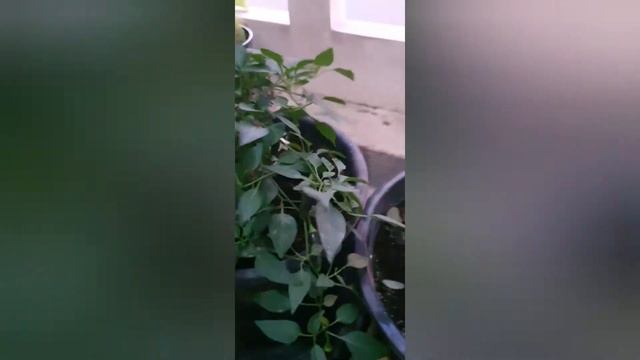 Our Mini Garden / Gardening at home
