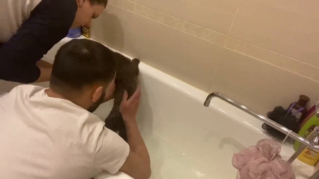 Первый раз купаем кошку
