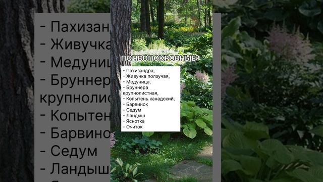 Что посадить в тени участка?