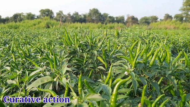 Blue Copper Fungicide use in hindi || एक साथ दो काम करता हे || Copper oxychloride fungicide