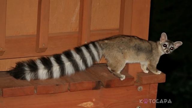 НЕВЕДОМЫЕ ЗВЕРУШКИ - КАКОМИЦЛИ