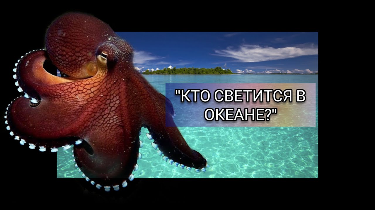 Терапевтические сказки: часть 2, О добром Китёнке и весёлом Осьминожеке!
