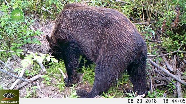 Наблюдения за дикой природой не всегда требуют личного присутствия человека