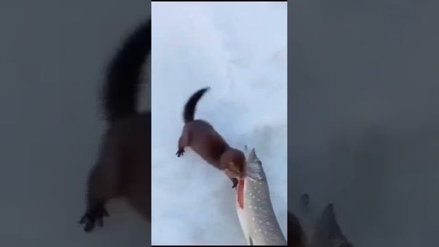 Это моя добыча🤣