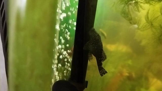 У сомика анцитруса раздуло живот