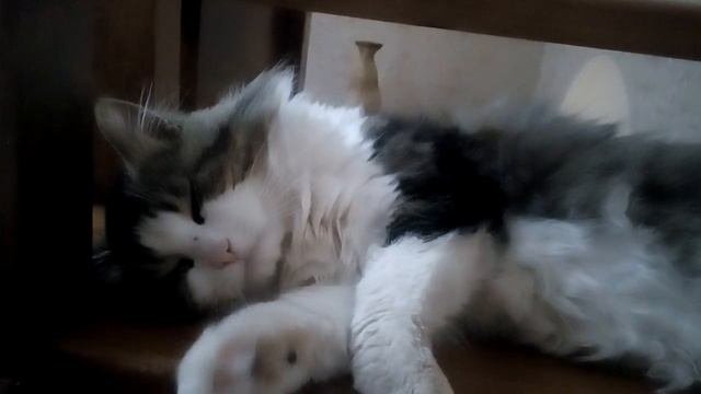 Милый котик спит