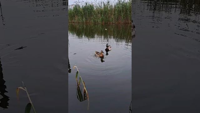 дикая природа🦆