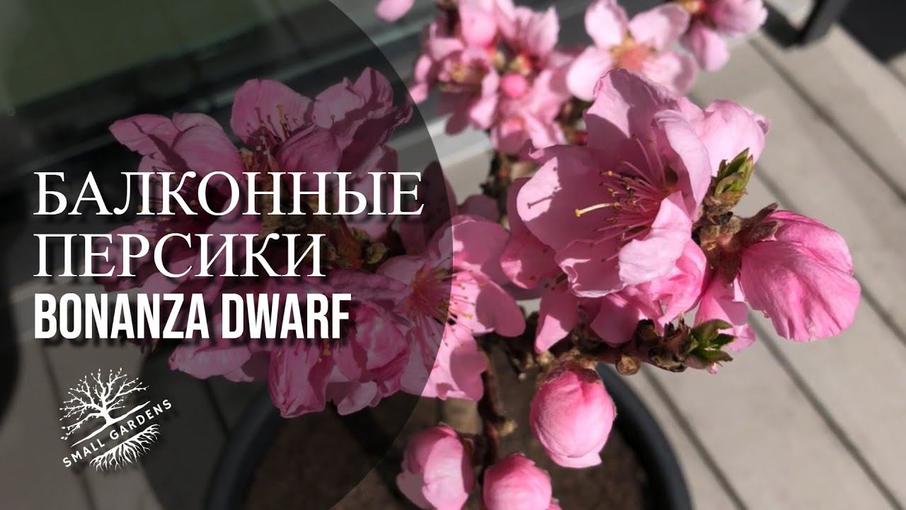 Балконные персики Bonanza Dwarf | Small Gardens