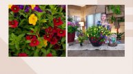 Roberta's 6-Piece Gold and Bold Calibrachoa Live Plants on QVC