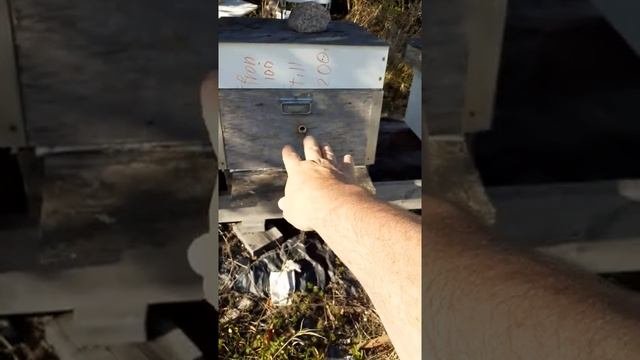 2. ОТВОДОК НА ПЛОДНУЮ БЕЗ СТРЭСА 22.08.22