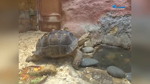 Японцу подарили черепашку, которая помещалась на ладони – теперь Бон-чан работает в похоронном бюро