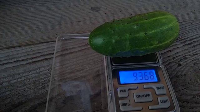 Огурец растет в пластиковой бутылке. 86-й день. Сорвал 5-й огурец