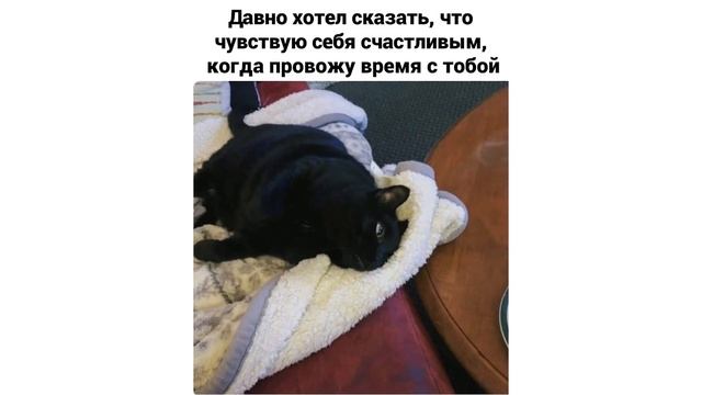 Какать отменяеца) Приколы с котами | Мемозг 629