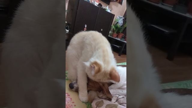Кот и собака