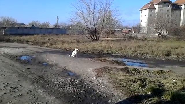 Кошка у озера
