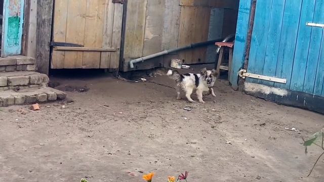 Моя Сабака Больная на всю голову. Ненавидет, свой собственный Хвост.