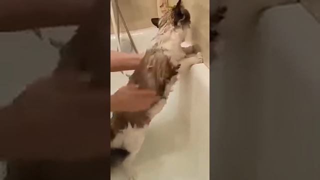 Рэгдолл купается. И совсем не боится!