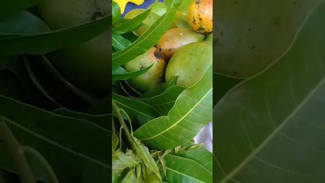 THE HEALTH benefits of Mongo  leaves