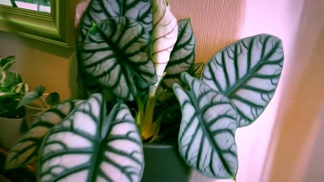 Alocasia Frydek Variegata Variegated Philodendron Billietiae and a few more