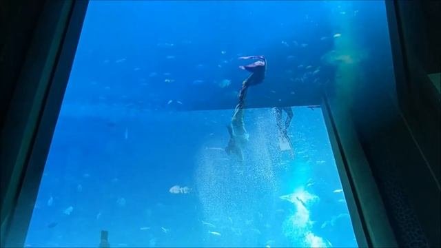 Sanya Atlantis Aquarium mermaid show at Big Tank