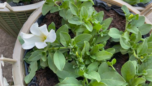 BASKET PLANT || FROM PLANT TO FLOWERING || SURFINIA ||GARDENING ||ENGLISH GARDENING
