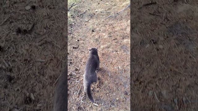 дизюшка на прогулке? (видео с архива)  #британец #котики #прогулка