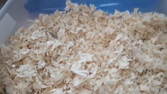 Как вырастить траву для хомяка из опилок и корма!???