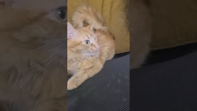 #кот .Леон после обеда и ужина всегда спит